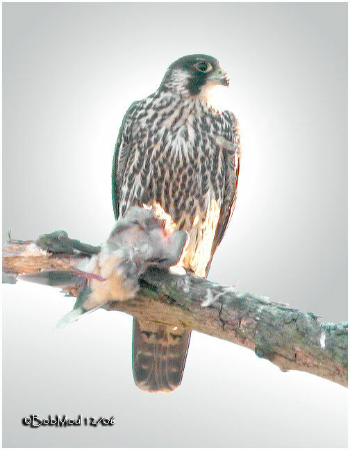 Peregrine FalconFirst year