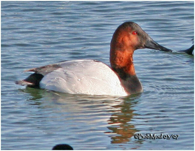 Canvasback male adult