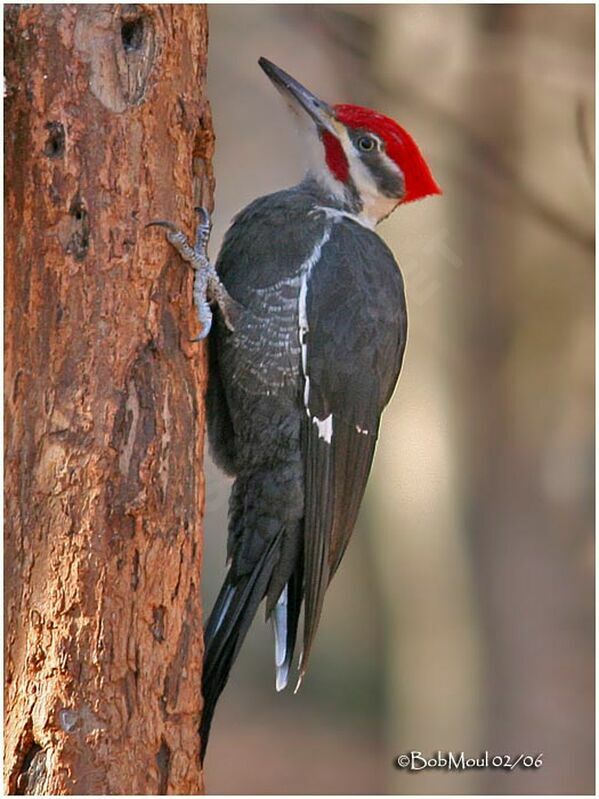 Pileated Woodpecker male adult