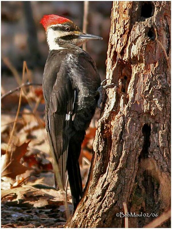 Pileated Woodpecker female adult