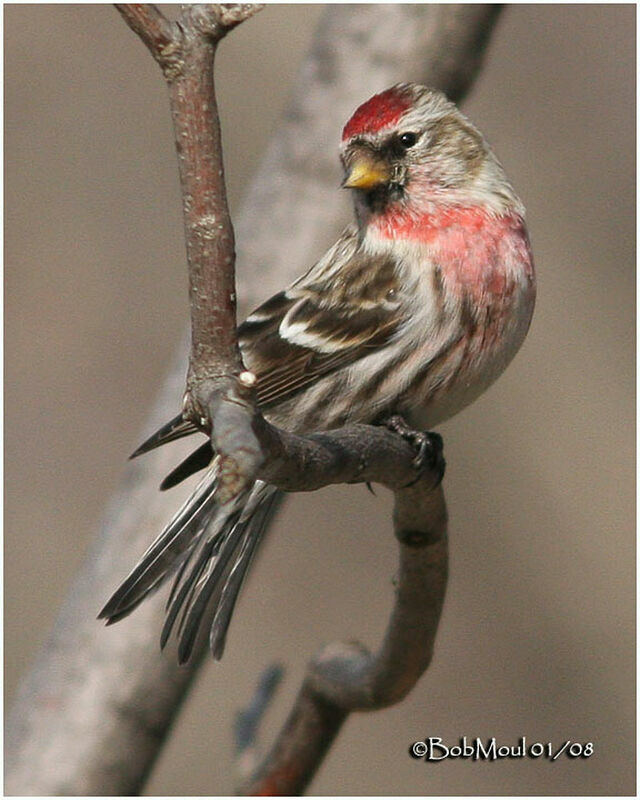 Common Redpoll male adult